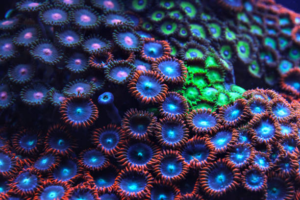 corail violet et bleu émettant la lumière sous la photo sous-marine uv. fond marin organique abstrait. - tentacled sea anemone photos et images de collection