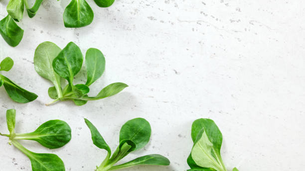 istock Flat lay photo - corn salad ( Valerianella locusta ) green leaves on white working board, space for text on right side 1133863102