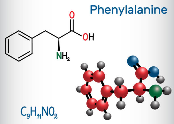 Phenylalanine (L-phenylalanine, Phe , F) amino acid molecule. Structural chemical formula and molecule model Phenylalanine (L-phenylalanine, Phe , F) amino acid molecule. Structural chemical formula and molecule model. Vector illustration chemical formula for aspartame stock illustrations