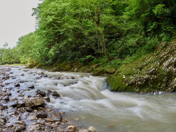 istock Stony mountain stream with thick green forest on the shore 1133864566