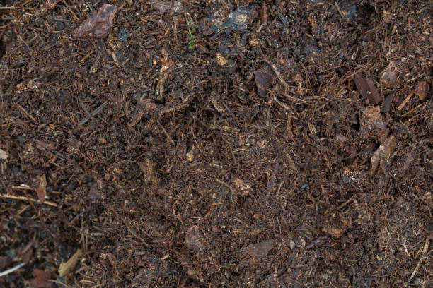 istock dark brown humus in forest soil 1133866220