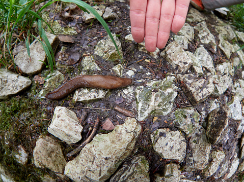 Giant 20 cm slug Limax cinereoniger crawling on the stones