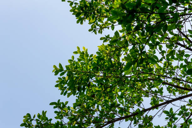 istock Background of nature 1133867356