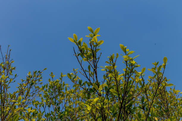 istock Background of nature 1133867694