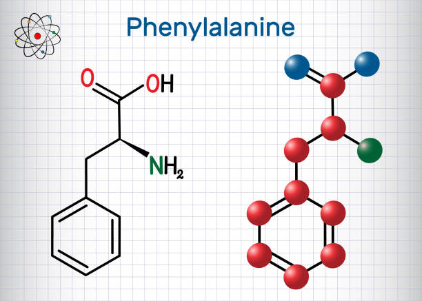 Phenylalanine (L- phenylalanine, Phe , F) amino acid molecule. Sheet of paper in a cage. Structural chemical formula and molecule model Phenylalanine (lL-phenylalanine, Phe , F) amino acid molecule. Sheet of paper in a cage. Structural chemical formula and molecule model. Vector illustration chemical formula for aspartame stock illustrations