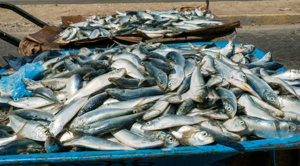 Large group of fresh sardines