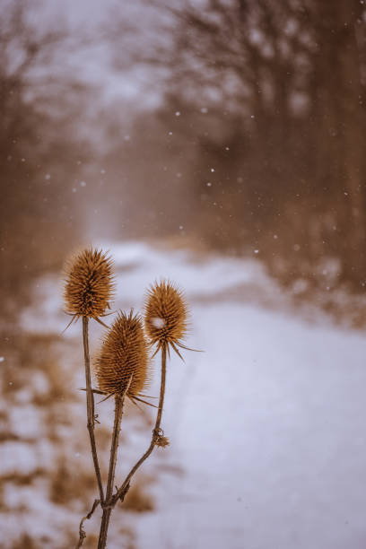 Dried thistle plant along the hiking trail on a cold, snowy day