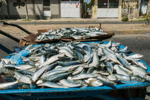 istock Large group of fresh sardines 1133868545