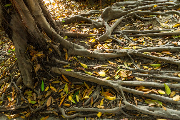 istock Background of nature 1133868624