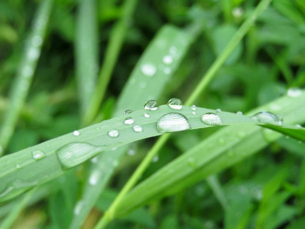 istock Morning dew drops on a blade of grass 1133868659