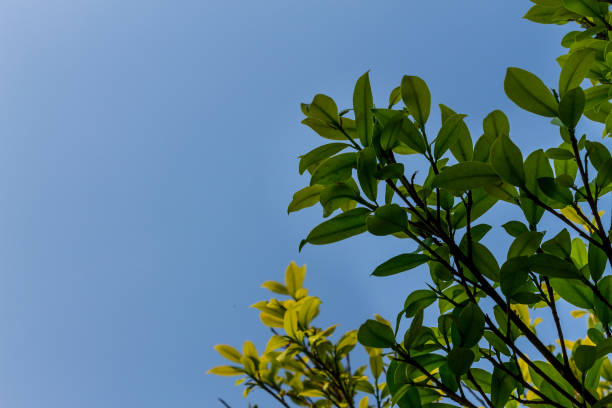 istock Background of nature 1133868675