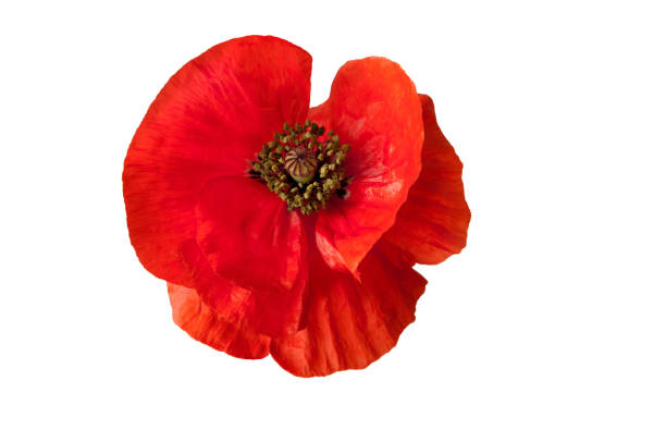 flor vermelha brilhante da papoila isolada no branco, vista superior - macro poppy red close up - fotografias e filmes do acervo