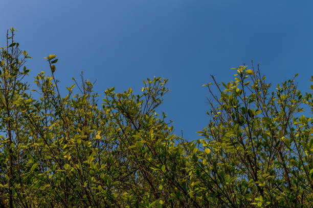 istock Background of nature 1133868774