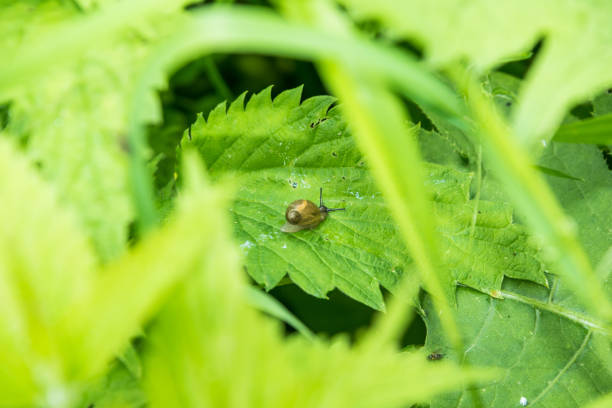istock The snail crawls along a leaf of nettle 1133872363