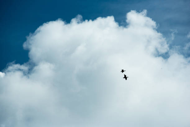 Two silhouette of ducks on a background of a cloud