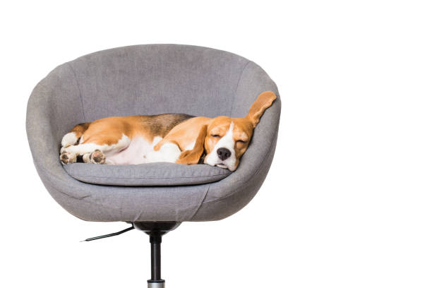Beagle dog sleeping in chair isolated on  white background. Comfortable furniture concept.