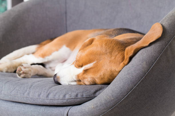 istock Beagle dog sleeps sweetly 1133872990