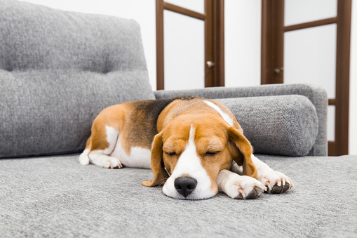 Beagle dog sleeping on soft gray couch. Comfortable furniture.