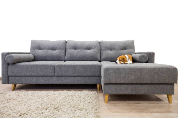 istock Beagle dog sweetly sleeping on sofa 1133873001