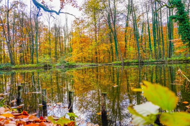 istock Wonderful lake in Germany 1133873204