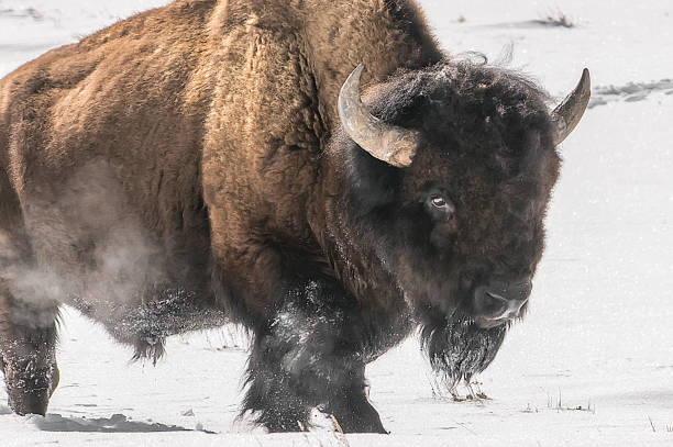 istock Bison bulls moving to better grazing in Yellowstone USA 1133873230