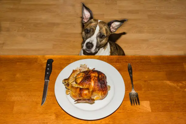 Photo of Begging for Dinner