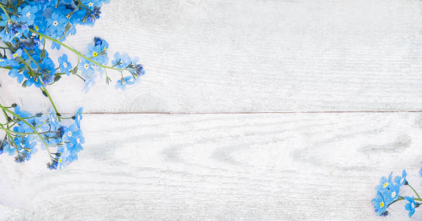 istock Rustic Spring wooden background with forget-me-nots flowers 1133876580