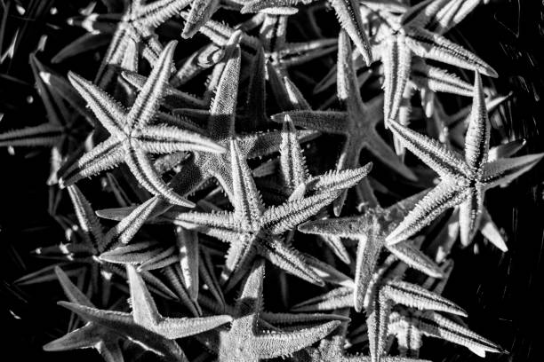 A pile of dried starfishes in a black and white colors.