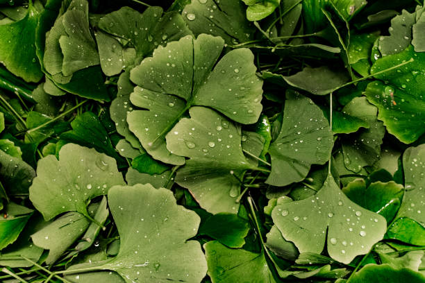 ginkgo biloba liście - ginkgo ginkgo tree leaf water zdjęcia i obrazy z banku zdjęć