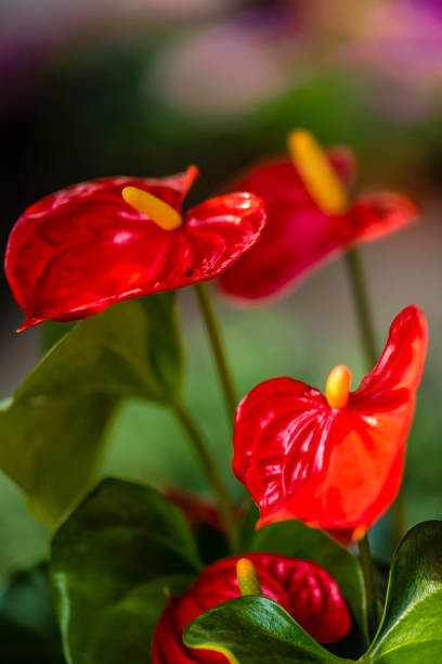 istock Anthurium andraeanum Linden 1133877508