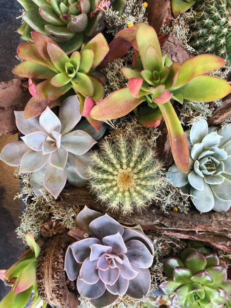 istock Succulent plant Echeveria 1133877770