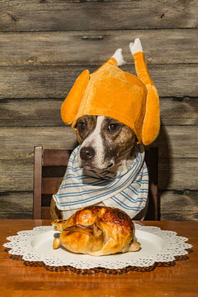 Dog Begging for Food A cute dog begging for the holiday dinner. turkey meat photos stock pictures, royalty-free photos & images