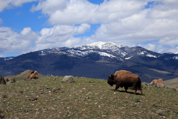 istock Bison with Mountain Background in Yellowstone National Park 1133880589