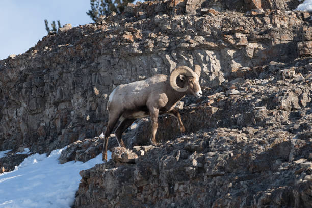 istock Bighorn rams on a cliff in Yellowstone 1133880988