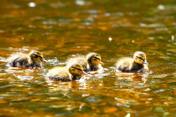 Young baby mallard ducklings separated from their mother swimming on the river