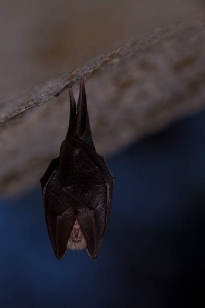 istock Close up small sleeping horseshoe bat covered by wings, hanging upside down on top of cold natural rock cave while hibernating. 1133882100