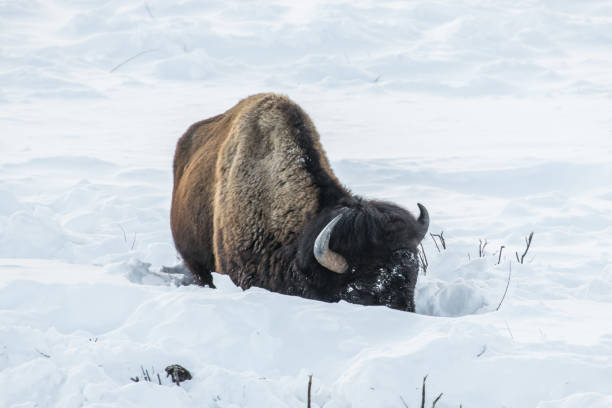 istock Bison bulls moving to better grazing in Yellowstone USA 1133882407
