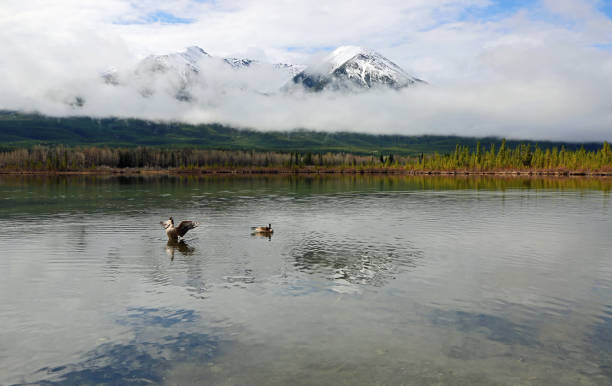 istock A pair of Canada goose and Sundance Peak 1133882487