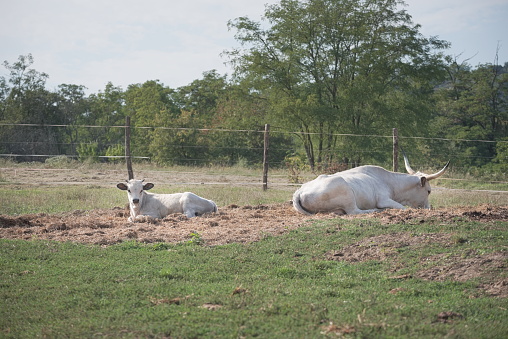Two Hungarian Grey Cattles on the Farm on a Sunny Summer Day