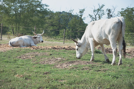 Two Hungarian Grey Cattles on the Farm on a Sunny Summer Day