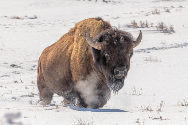 Bison bulls moving to better grazing in Yellowstone USA