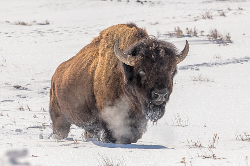 Bison generally moving east in Yellowstone looking for better grazing prairie