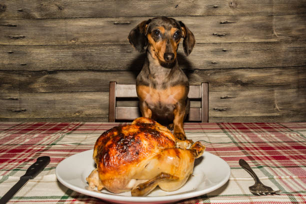 istock Dachshund puppy begging for dinner 1133884761