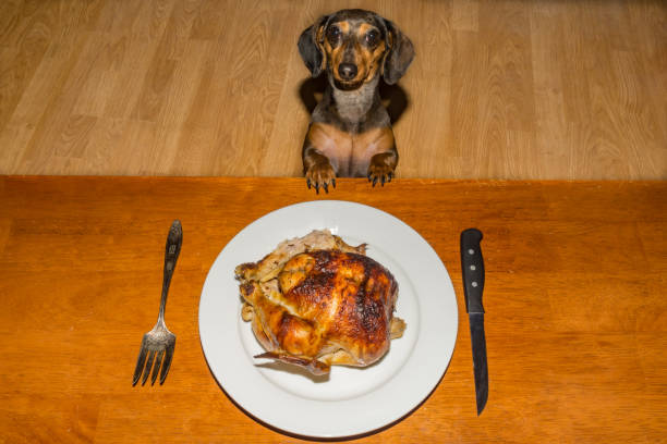 istock Dachshund puppy begging for dinner 1133884762