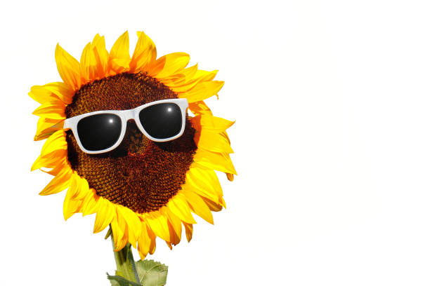 Sunflower with glasses, symbol Sunflower with sunglasses and sun sonnenbrille stock pictures, royalty-free photos & images