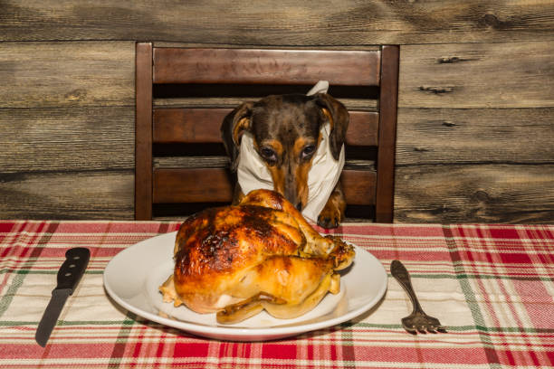 istock Dachshund puppy begging for dinner 1133884773