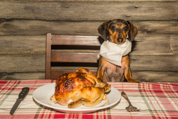 istock Dachshund puppy begging for dinner 1133884775