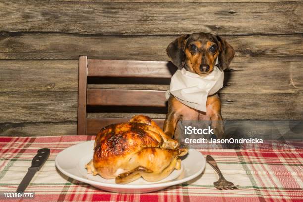 Dachshund Puppy Begging For Dinner Stock Photo - Download Image Now - Dog, Eating, Turkey Meat