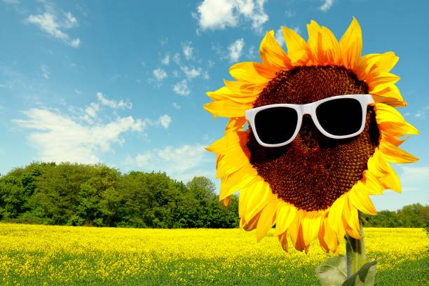 Sunflower with glasses, symbol Sunflower with sunglasses and sun sonnenbrille stock pictures, royalty-free photos & images