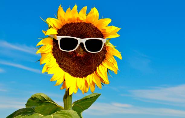 Sunflower with glasses, symbol Sunflower with sunglasses and sun sonnenbrille stock pictures, royalty-free photos & images